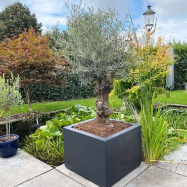 metal planter box olive tree