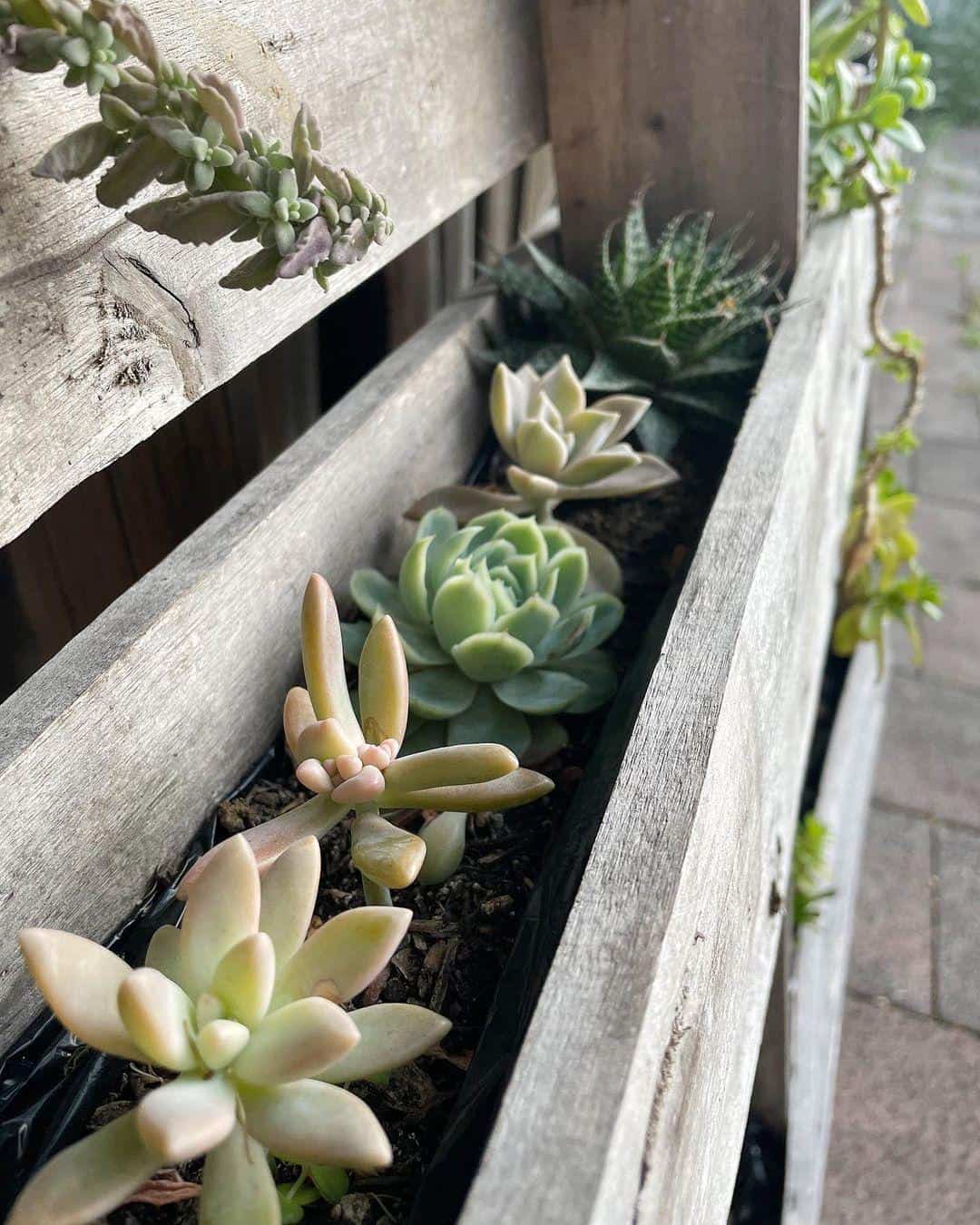 pallet planter box