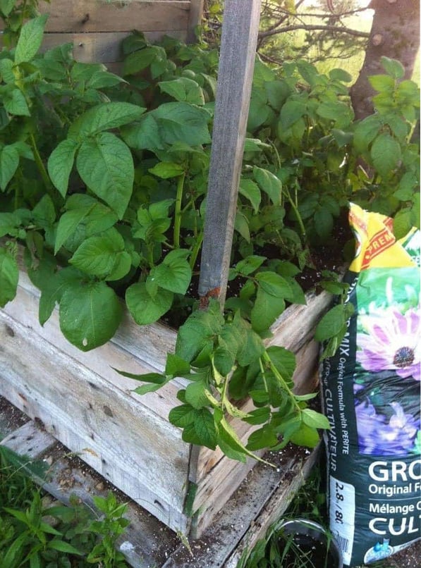 How to Make a DIY Potato Planter Box 1 pallet potato box