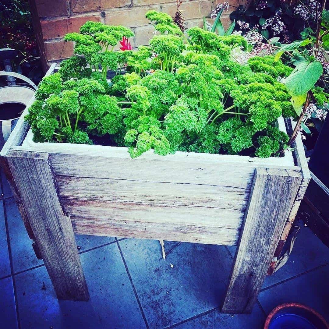 parsley planter box