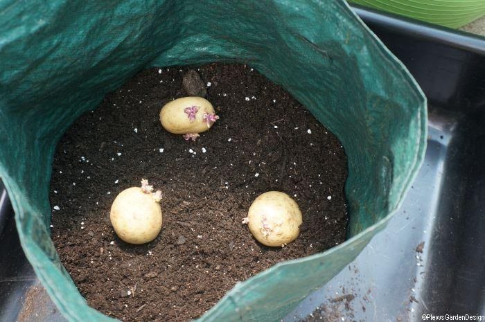 How to Make a DIY Potato Planter Box 3 plant seed potatoes