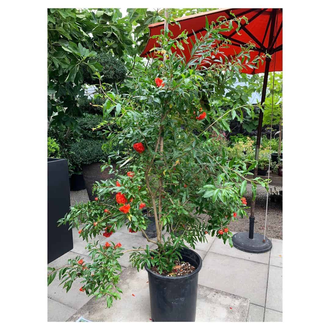 Can You Grow a Tree in a Planter Box? (How to Build it) 18 pomegranate tree planter box