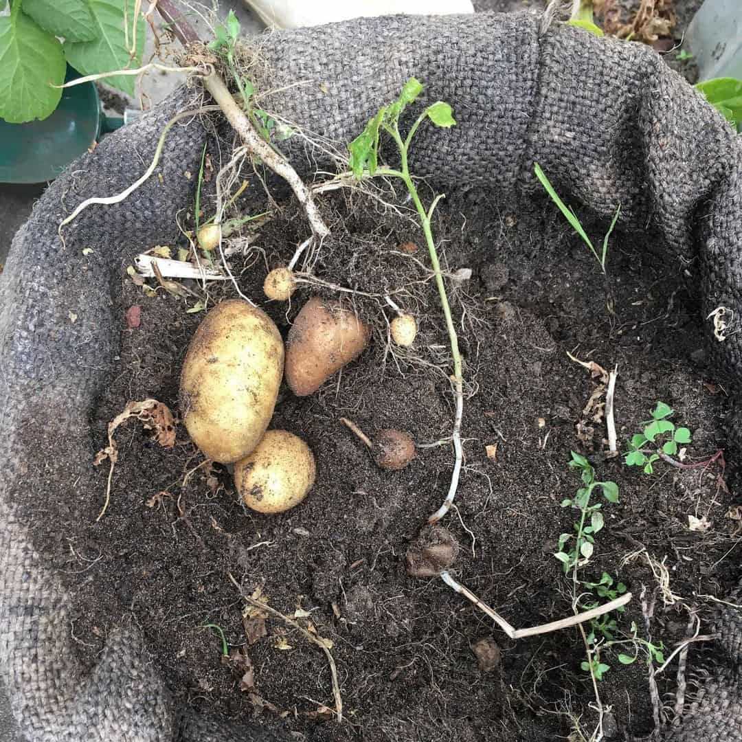 What to Grow in a Vegetable Planter Box 7 potato harvest