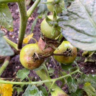 How to Build a Tomato Planter Box: Ideas for Healthy Plants 6 prevent dsease blight