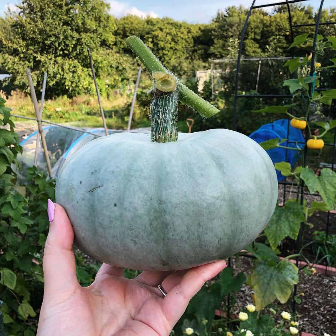 What to Grow in a Vegetable Planter Box 6 pumpkin in hand