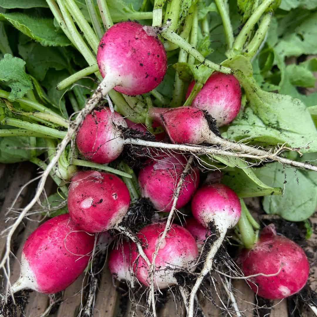 What to Grow in a Vegetable Planter Box 5 radishes