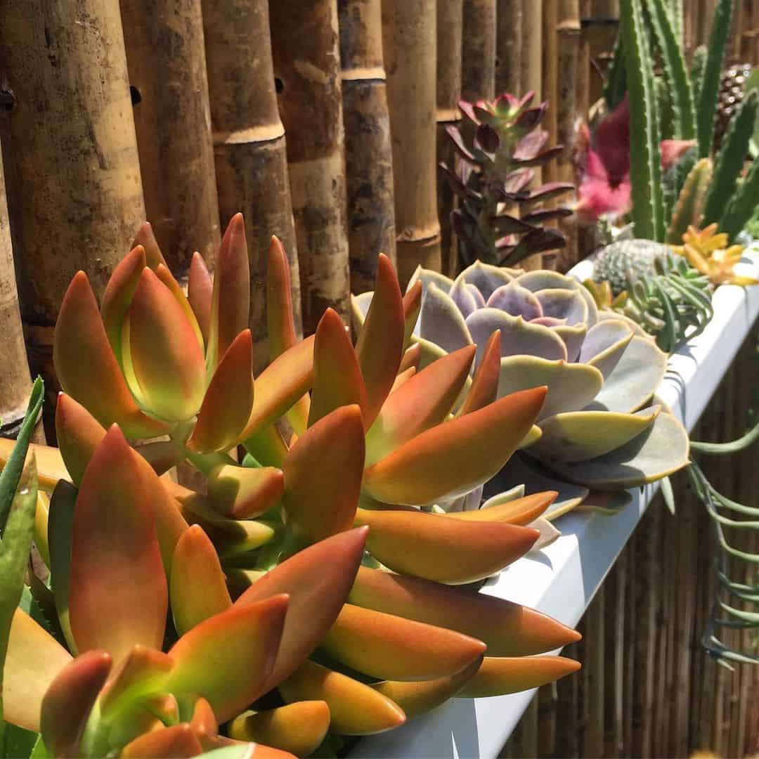 How to Make a Gutter Planter in 4 Steps (Gutter Garden Ideas) 3 rain gutter planter with succulents