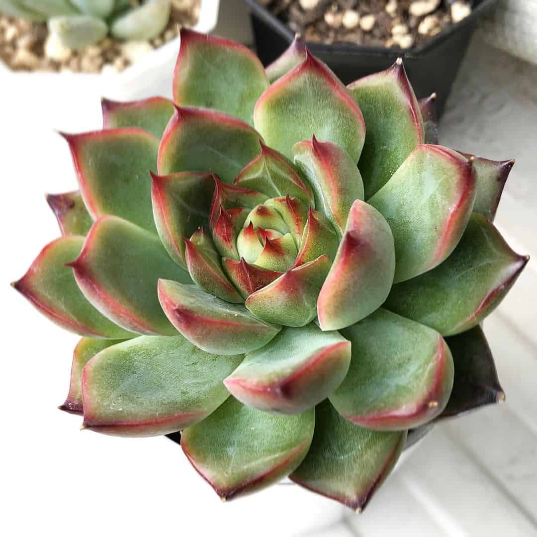 How to Choose the Best Planter Box for Succulents: 8 Ideas 3 single echeveria