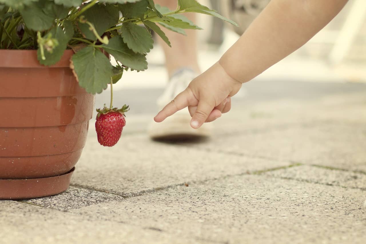 strawberry planter