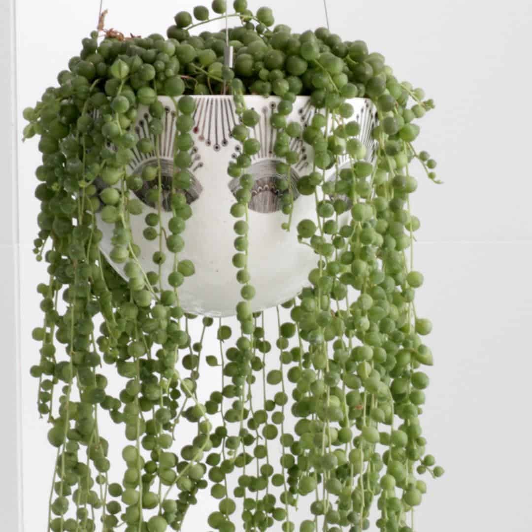 How to Choose the Best Planter Box for Succulents: 8 Ideas 5 string of beads in wall-mounted planters