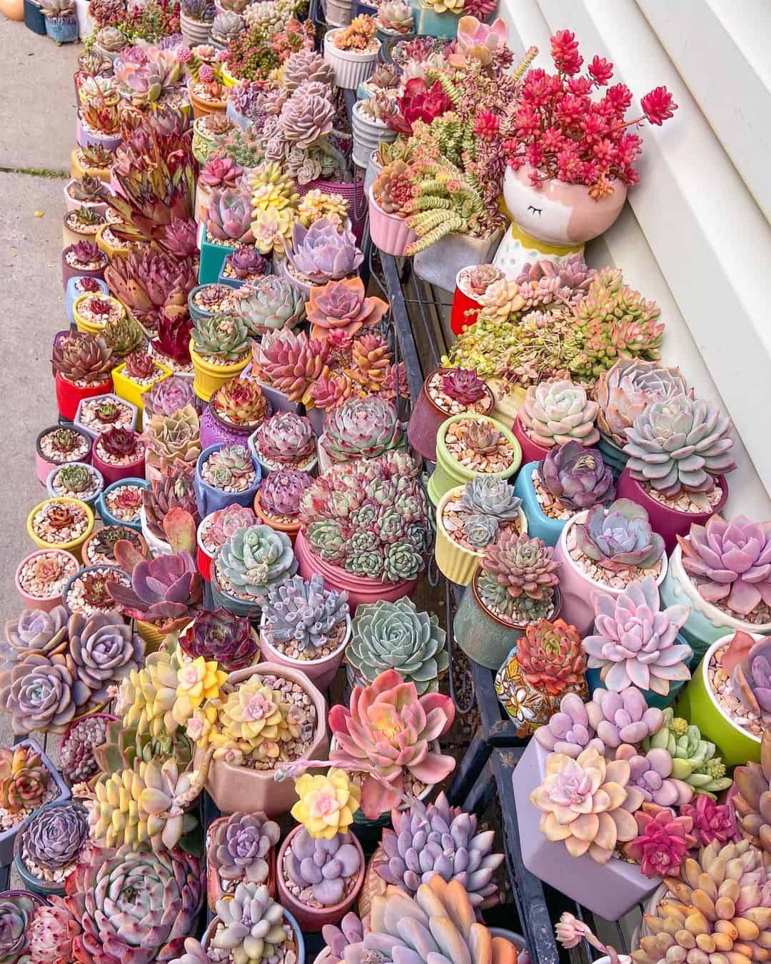 How to Choose the Best Planter Box for Succulents: 8 Ideas 1 succulent rainbow