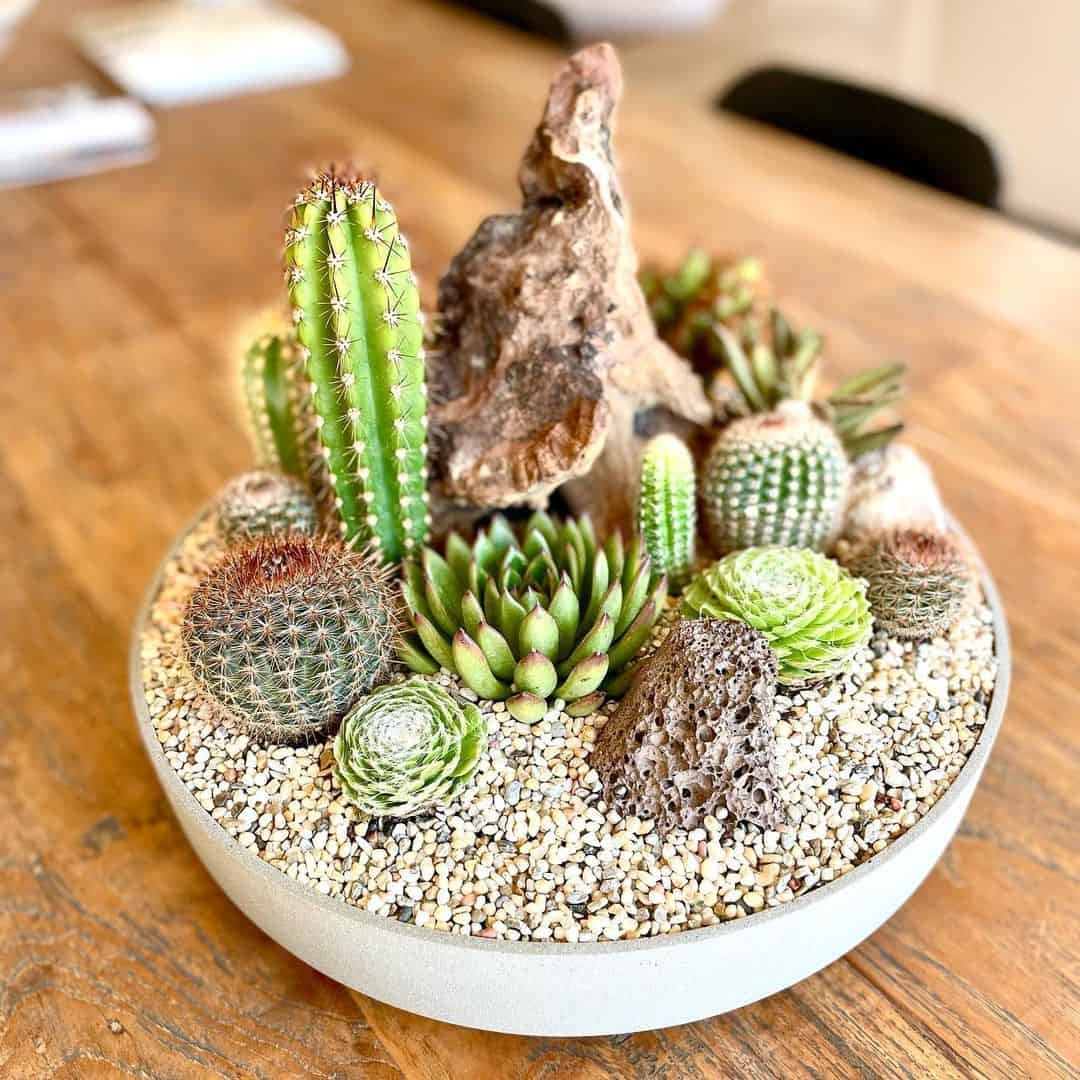 How to Choose the Best Planter Box for Succulents: 8 Ideas 10 succulents and cacti