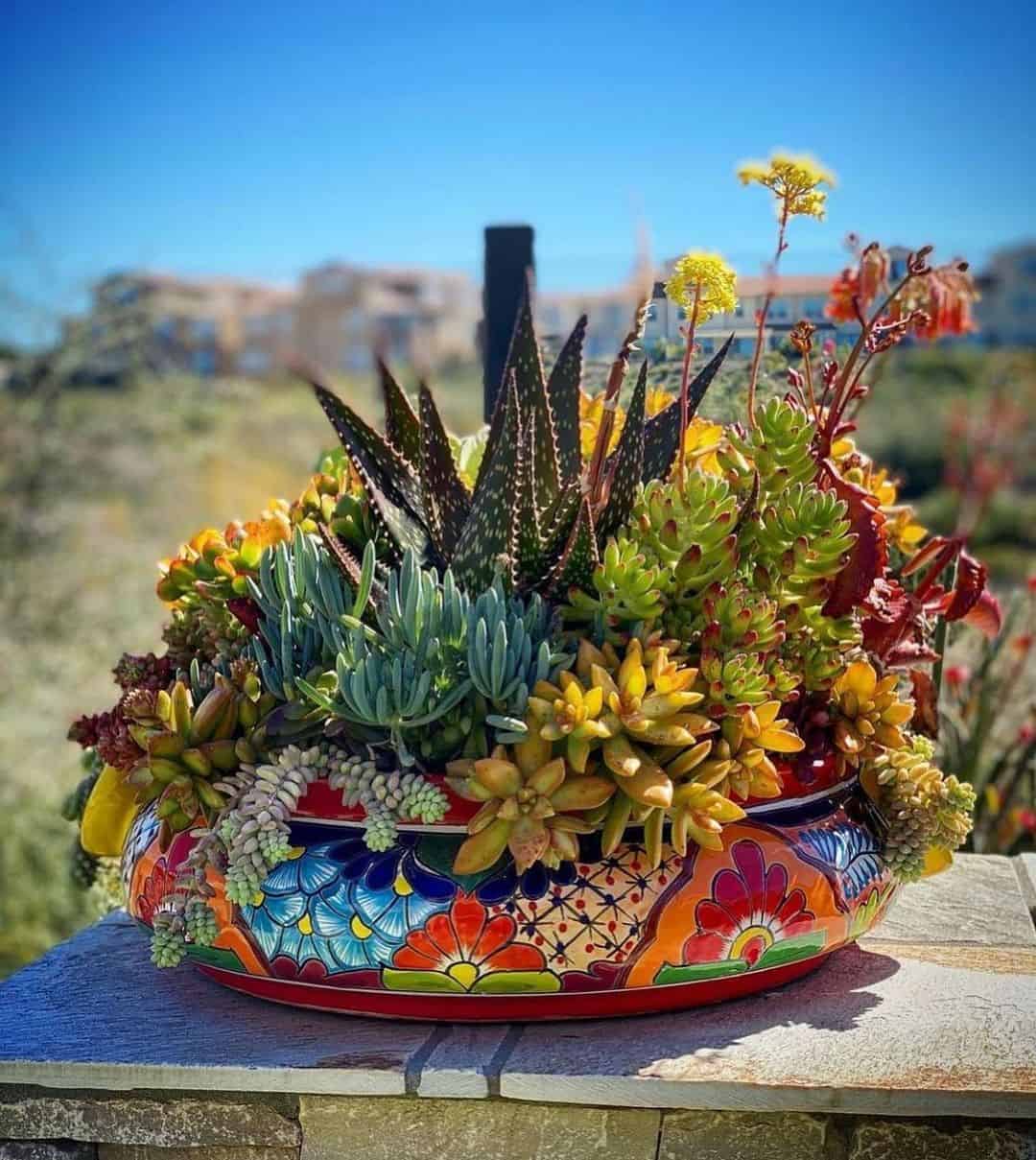 How to Choose the Best Planter Box for Succulents: 8 Ideas 2 succulents in sunshine