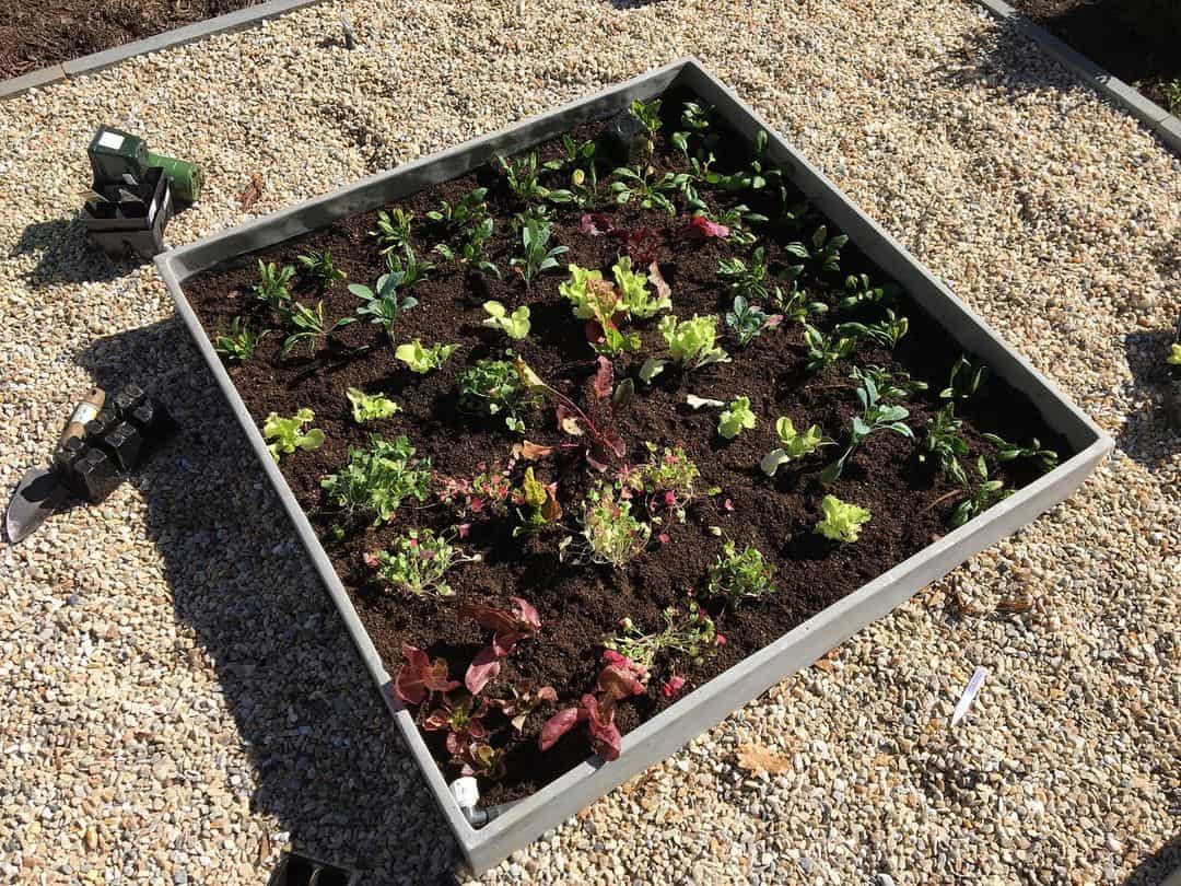 What to Grow in a Vegetable Planter Box 10 watering planter box