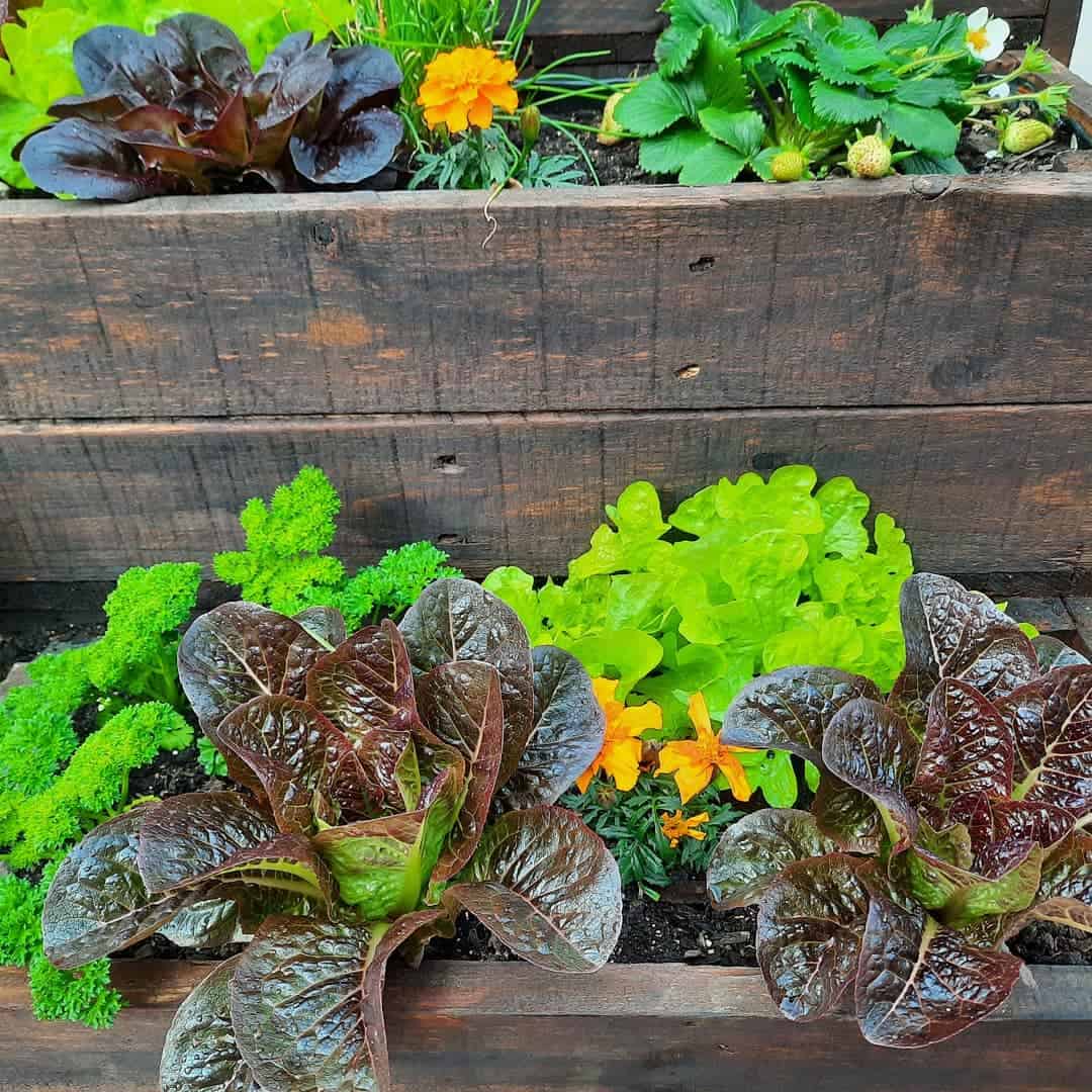 What to Grow in a Vegetable Planter Box 1 what to grow in a vegetable planter box