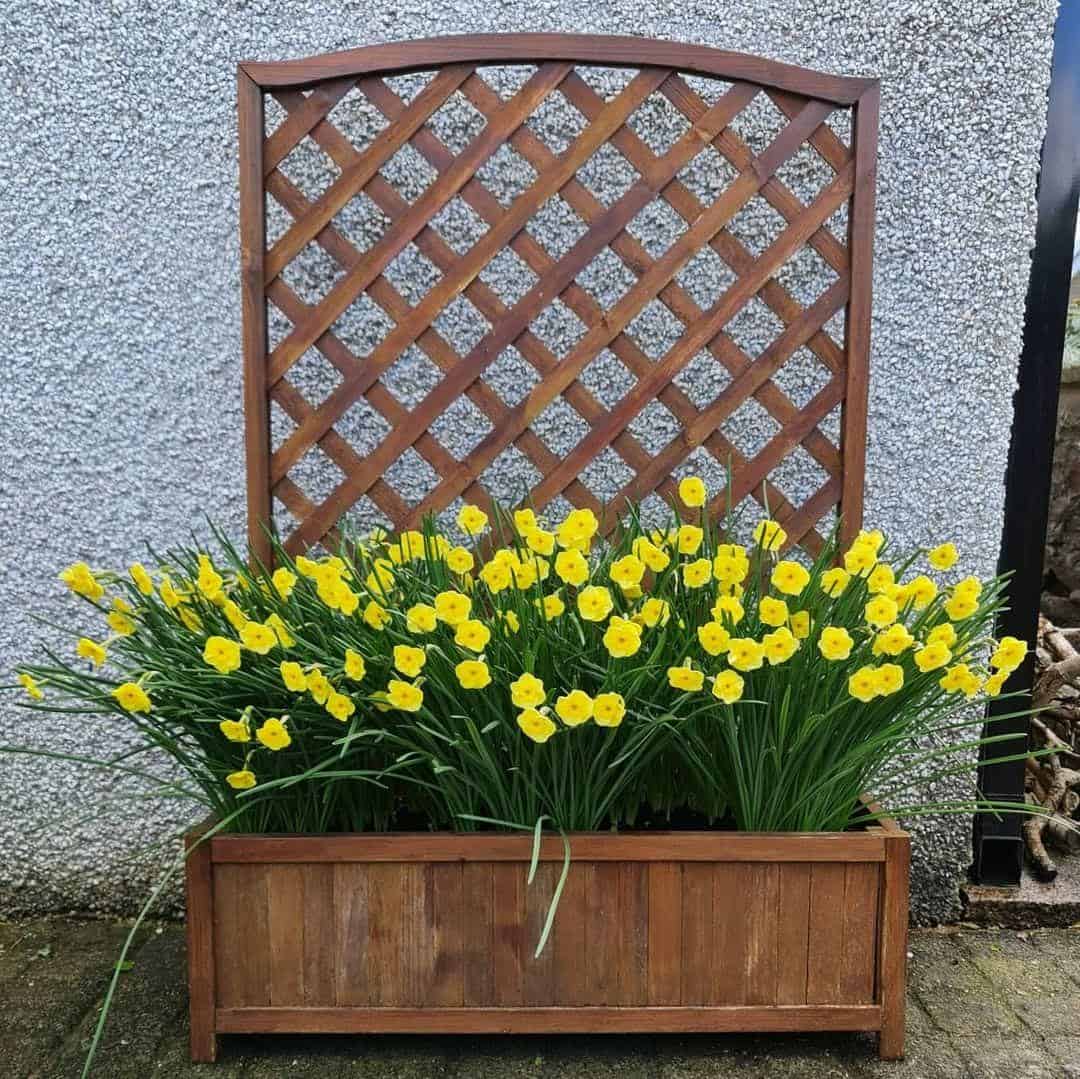 zingy bloom planter box