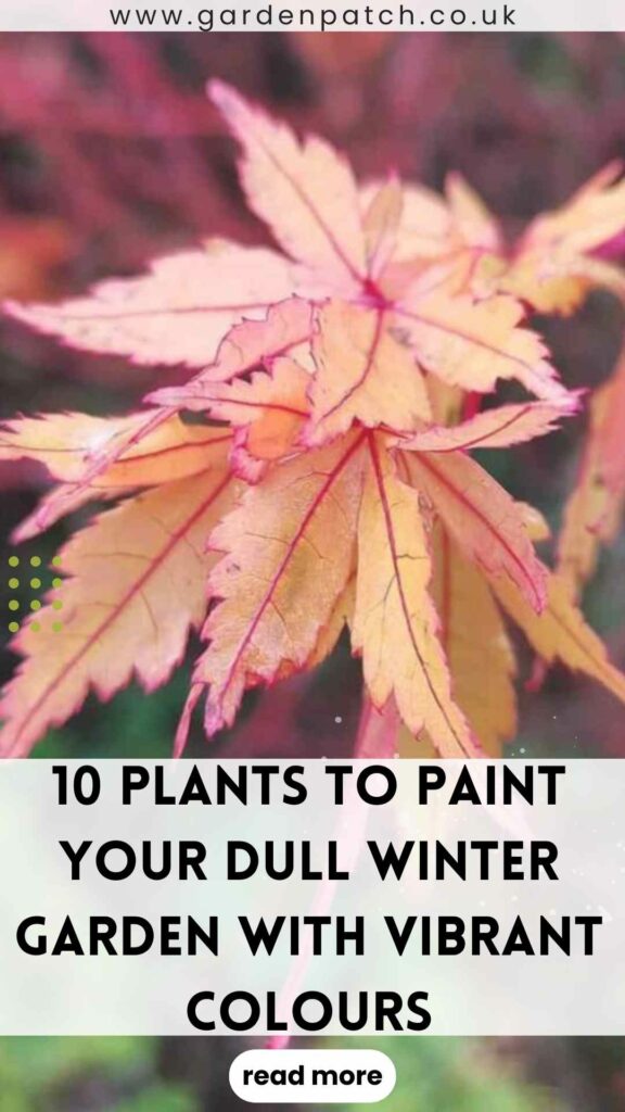 10 plants to paint your dull winter garden with vibrant colours