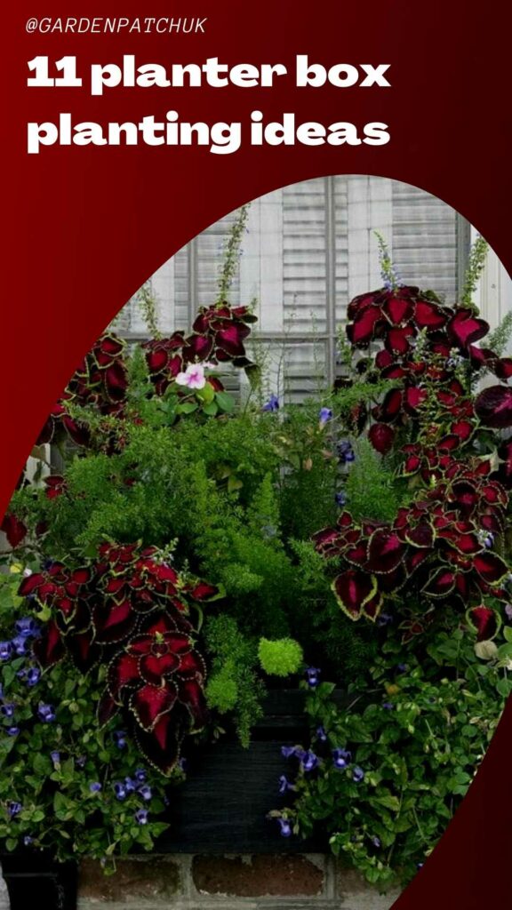 11 planter box planting ideas-min