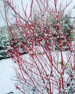 10 Plants to Paint Your Dull Winter Garden With Vibrant Colours 2