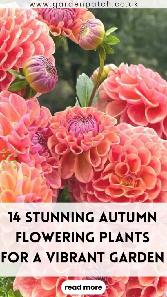 14 stunning autumn flowering plants for a vibrant garden-min