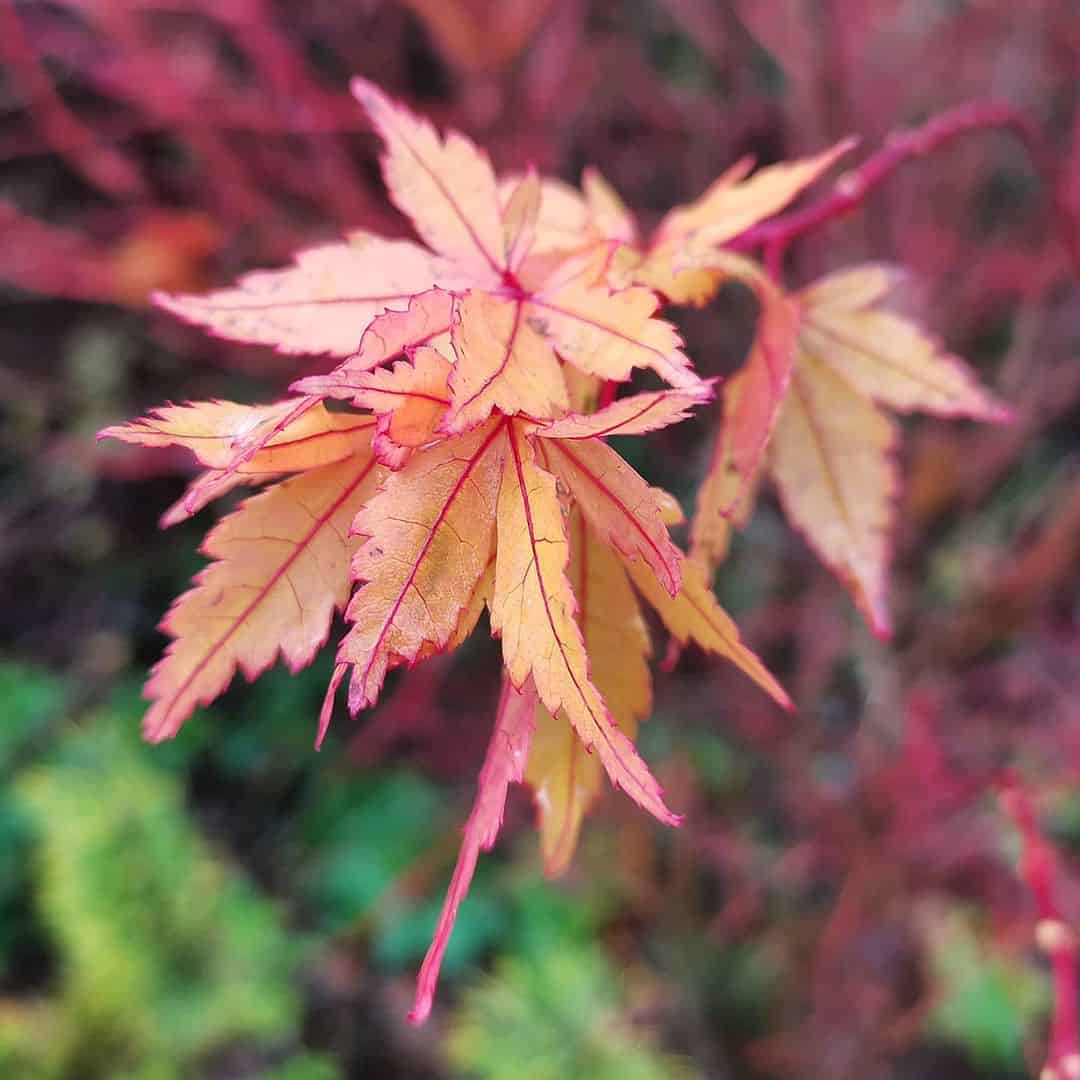 Acer palmatum Winter Flame