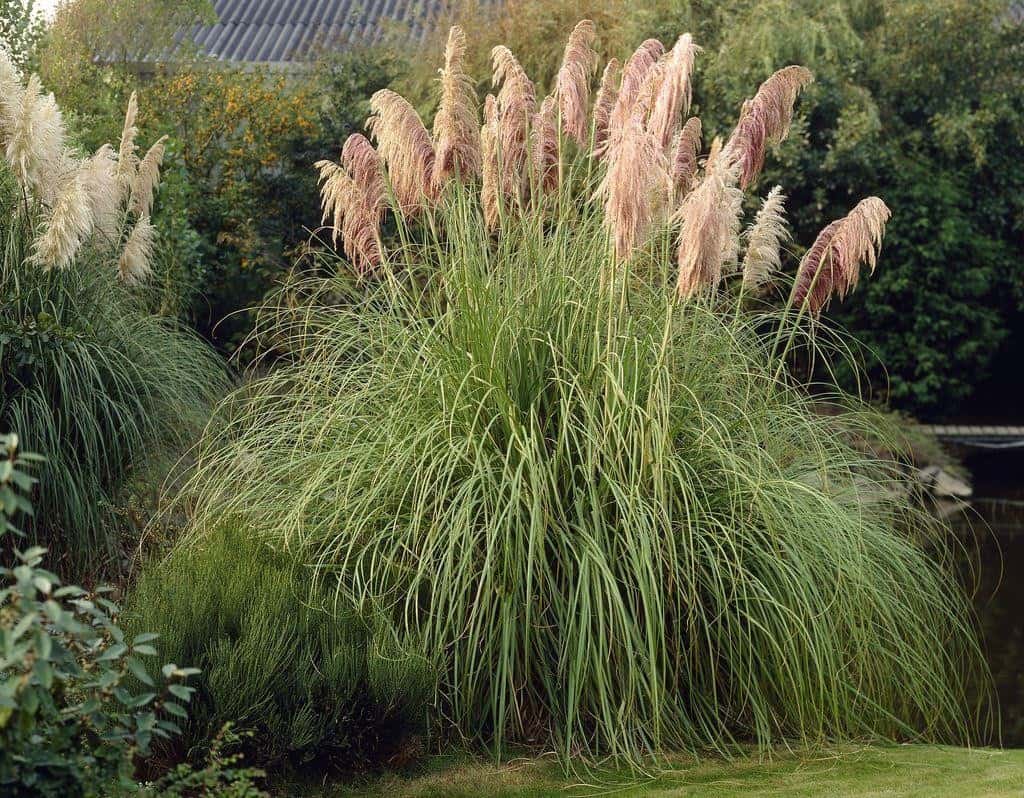 Pink pampas grass winter garden plant