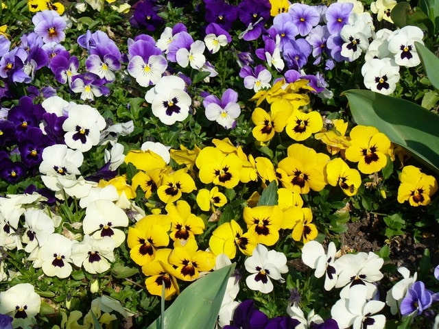 Winter Pansies Growing Guide: Easy Winter Flowering Plants 1 Winter Pansies Growing Guide