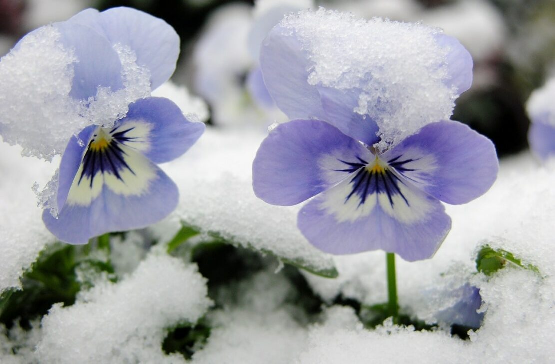 Winter Pansies Growing Guide: Easy Winter Flowering Plants 5 Winter Pansies frost