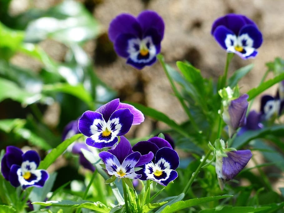Winter Pansies Growing Guide: Easy Winter Flowering Plants 2 Winter Pansies viola