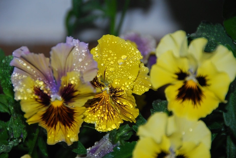 Winter Pansies Growing Guide: Easy Winter Flowering Plants 3 Winter Pansies watering