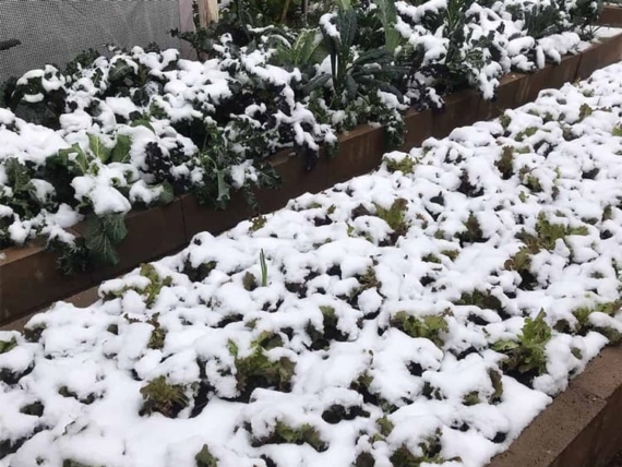 15 Vegetables to Plant in Autumn and Winter 1