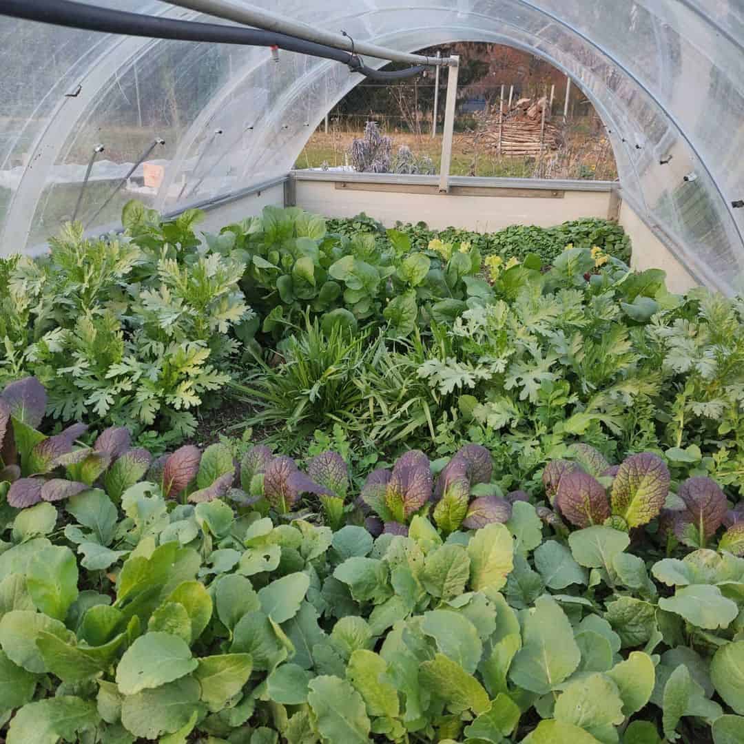 autumn winter vegetables garden