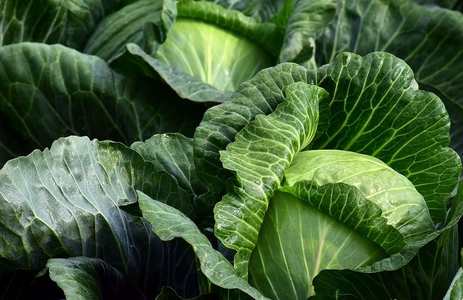 cabbage winter vegetable