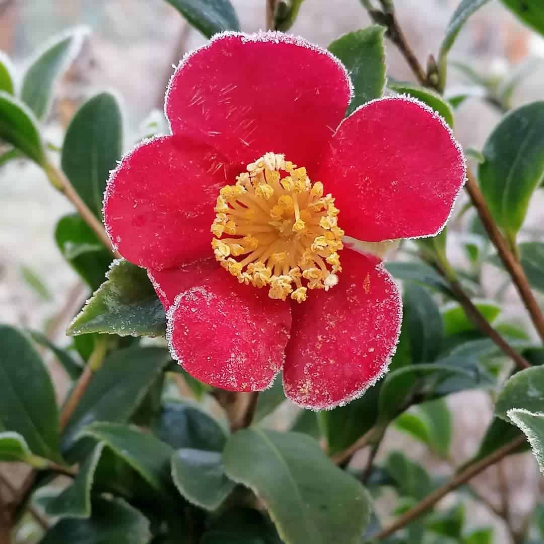 camellia yuletide winter garden plant colour