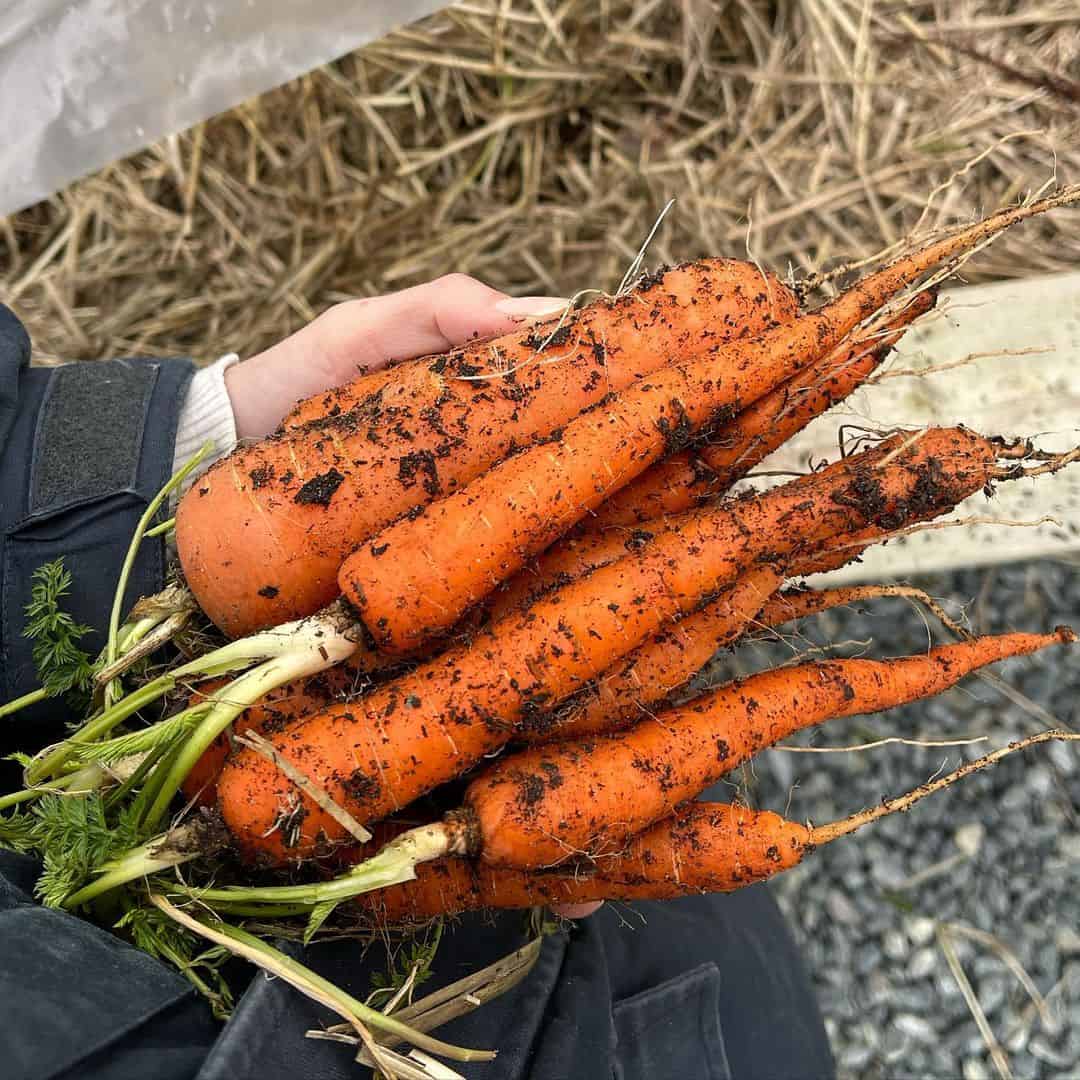 carrots autumn winter garden