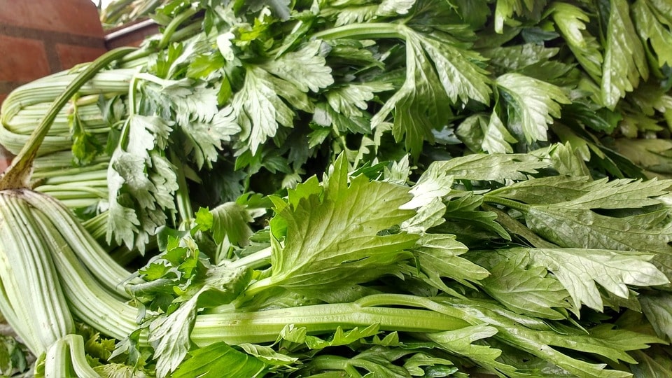 celery winter vegetable