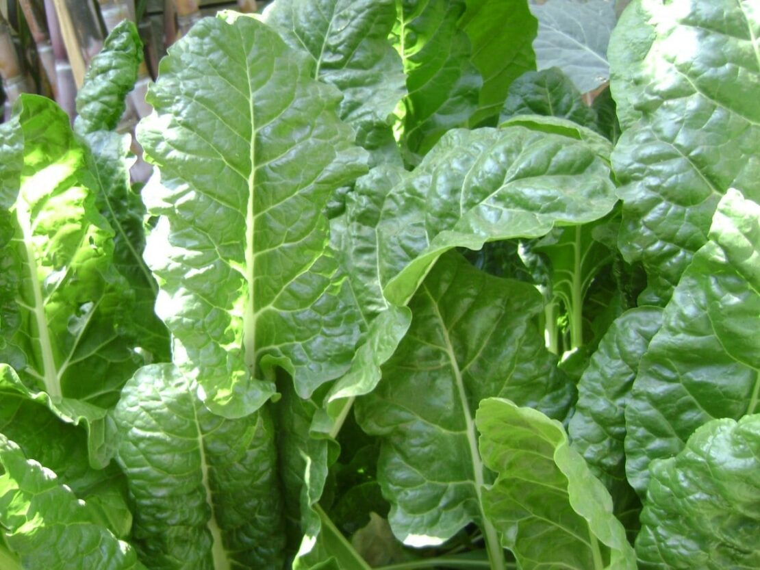 collard greens winter vegetable