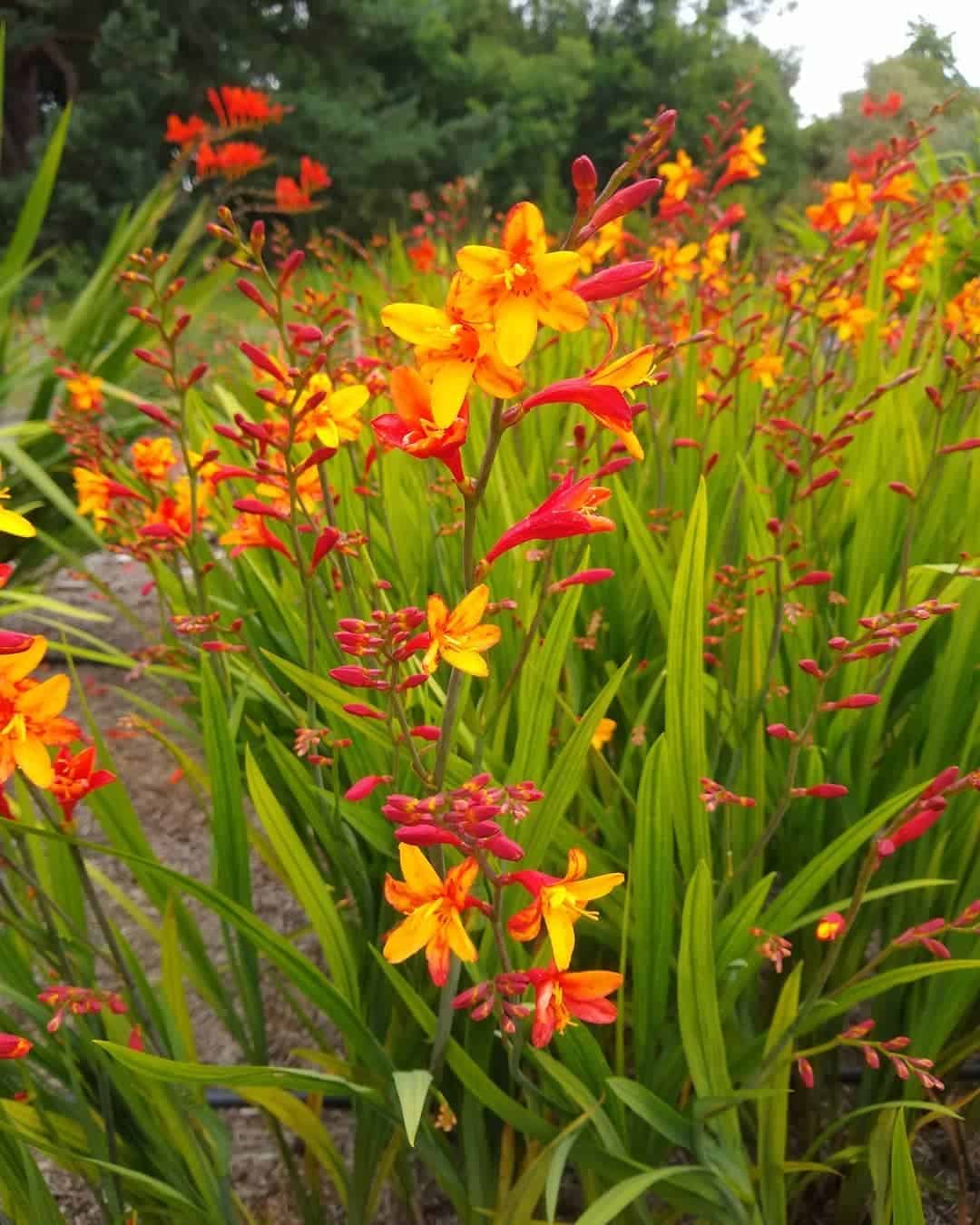 crocosmia autumn flower