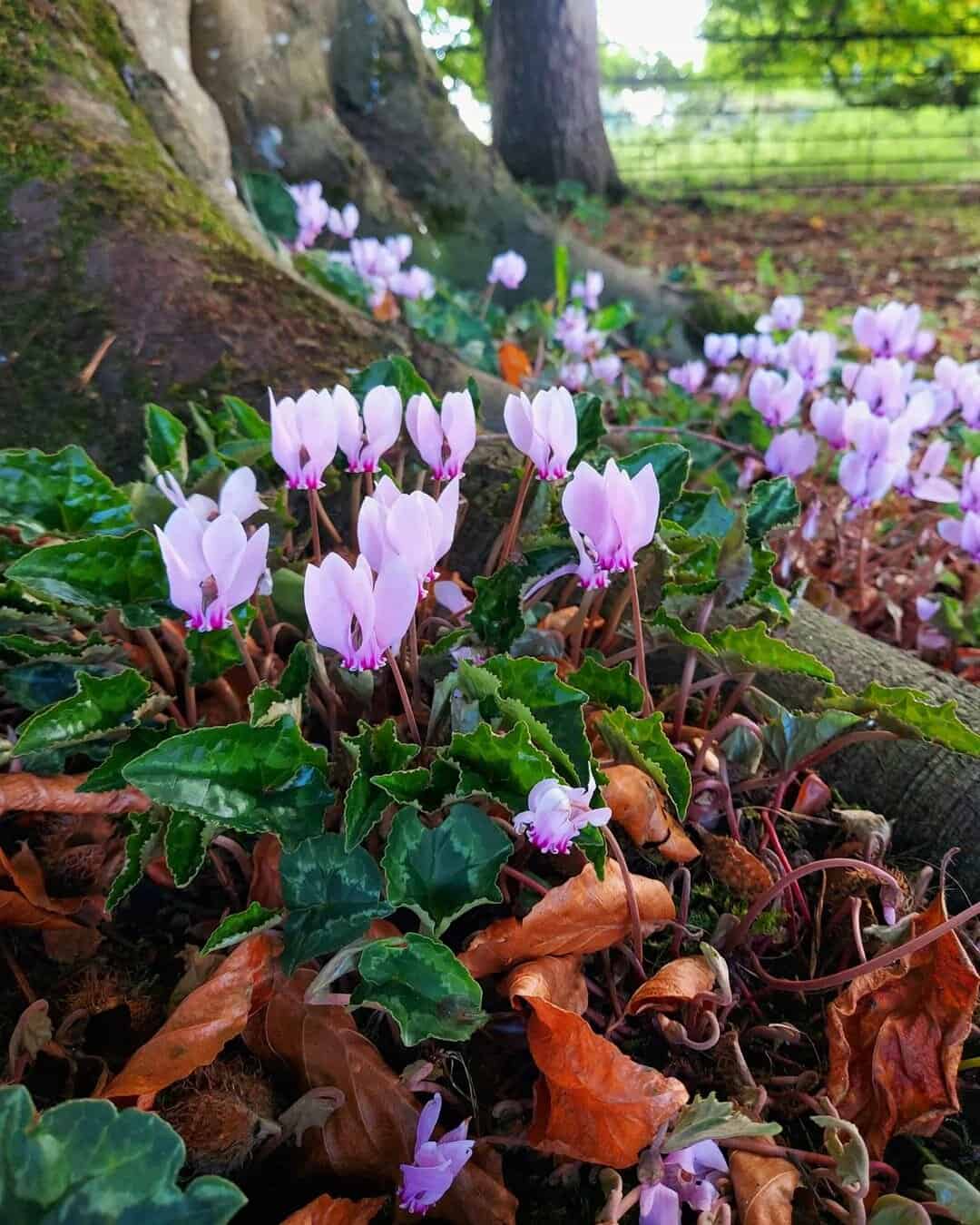 cyclamen autumn flower