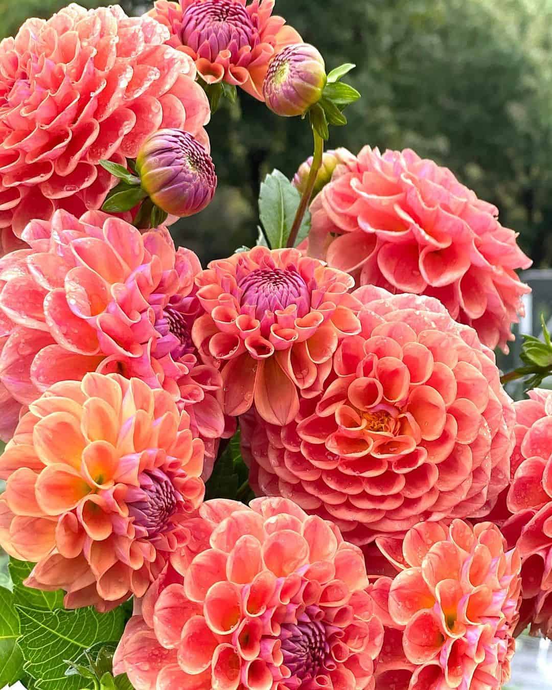 dahlias autumn