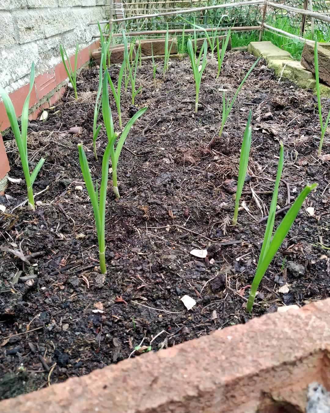 garlic autumn winter garden