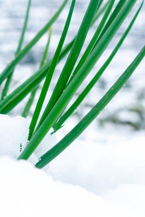 green onions winter vegetable