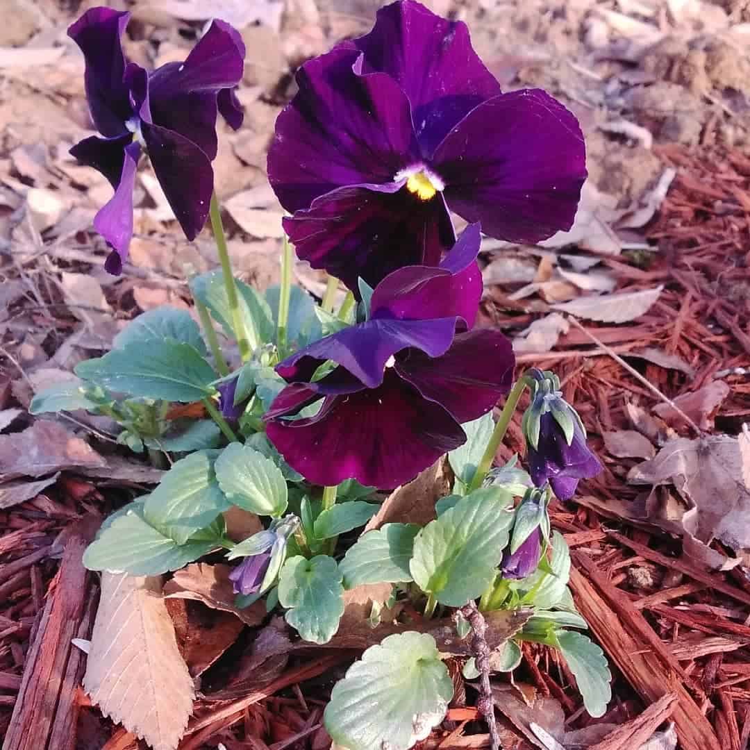 growing winter pansies