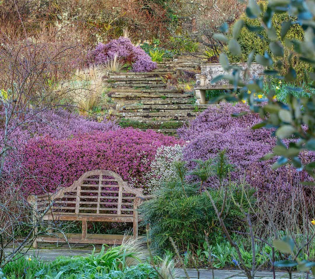 heather autumn flower