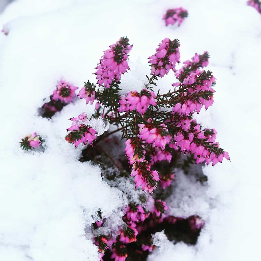 heather winter garden plant colour