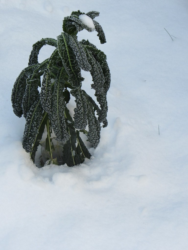 kale winter vegetable