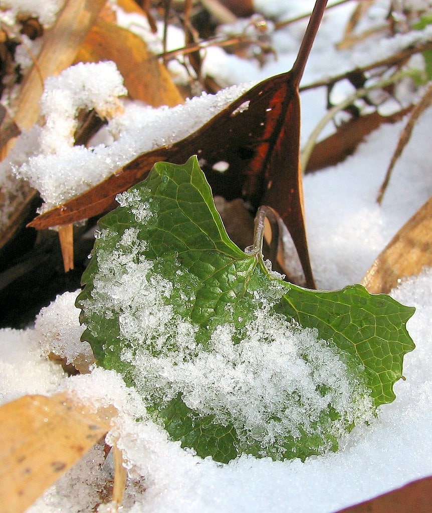mustard winter vegetable