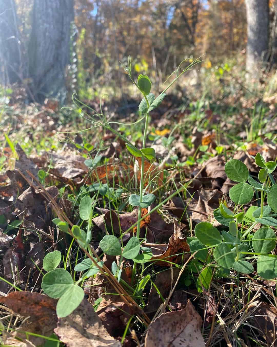 peas autumn winter garden
