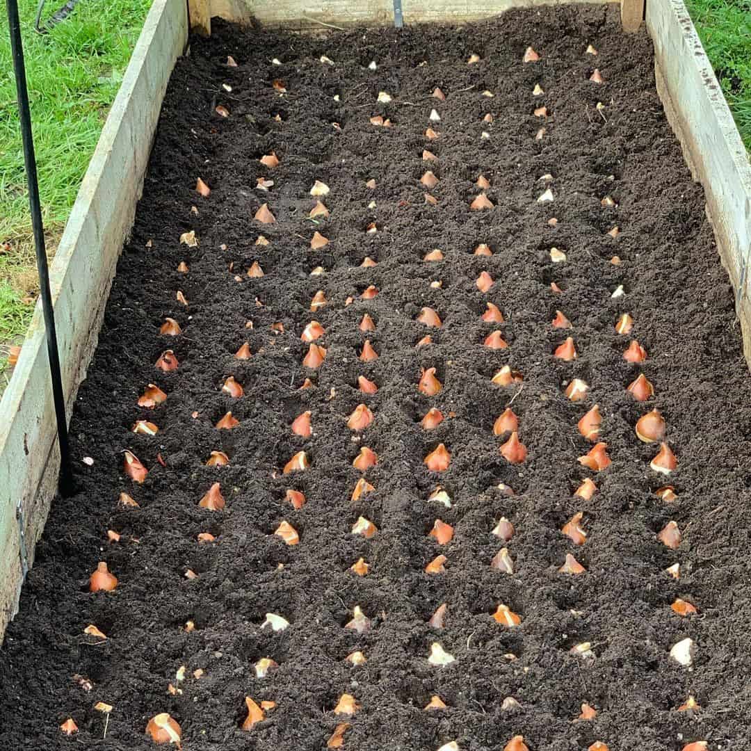 10 Autumn Garden Jobs to Do Right Now 8 plant spring flowering bulbs