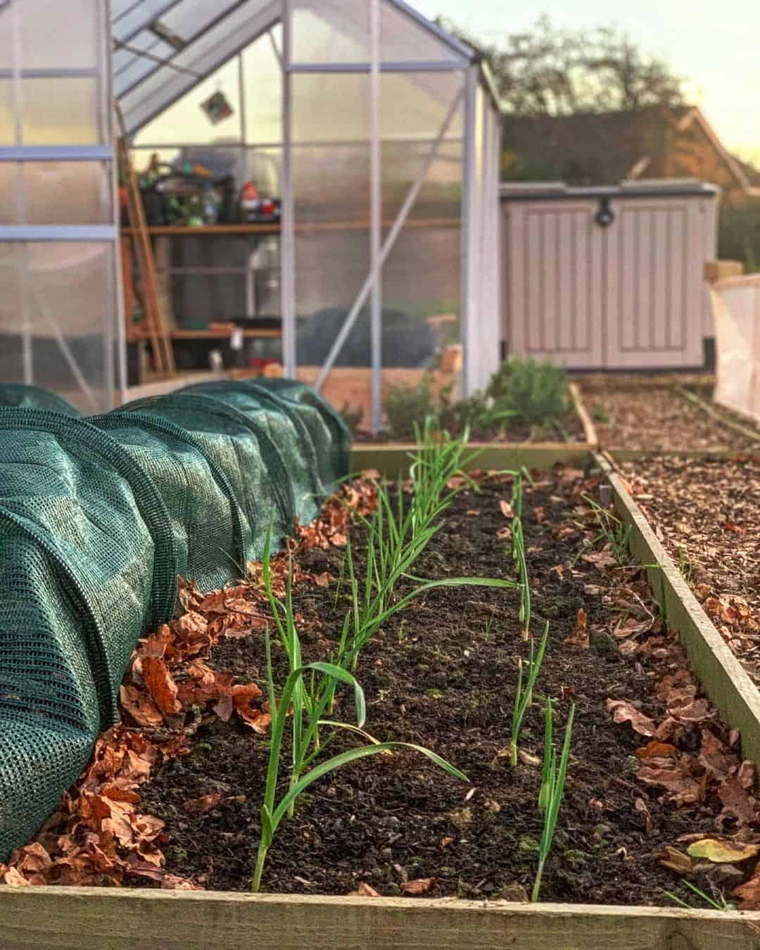 10 Autumn Garden Jobs to Do Right Now 5 plant winter vegetables